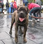 Нажмите для просмотра ronald46_t1.jpg