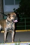 puppies_004_t1.jpg