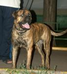 puppies_005_t1.jpg