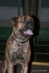 puppies_009_t1.jpg
