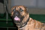 puppies_010_t1.jpg