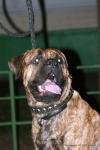 puppies_013_t1.jpg
