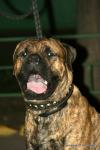 puppies_016_t1.jpg