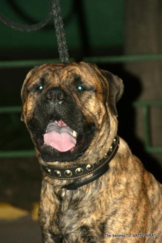 puppies_016.jpg