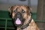 puppies_017_t1.jpg