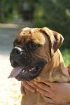 puppies_018_t1.jpg