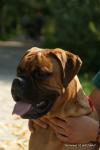 puppies_019_t1.jpg