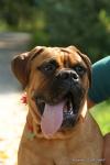 puppies_022_t1.jpg