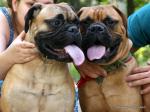 puppies_023_t1.jpg