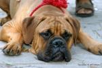 puppies_053-1_t1.jpg