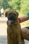 puppies_056_t1.jpg