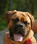 puppies_065_t1.jpg