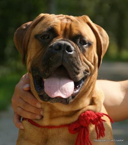 puppies_066.jpg