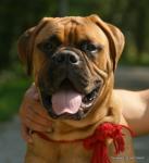 puppies_067_t1.jpg