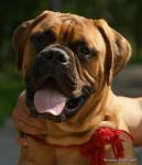 puppies_070_t1.jpg