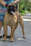 puppies_032_t1.jpg