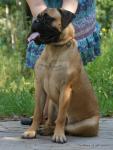 puppies_034_t1.jpg