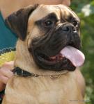 puppies_039_t1.jpg