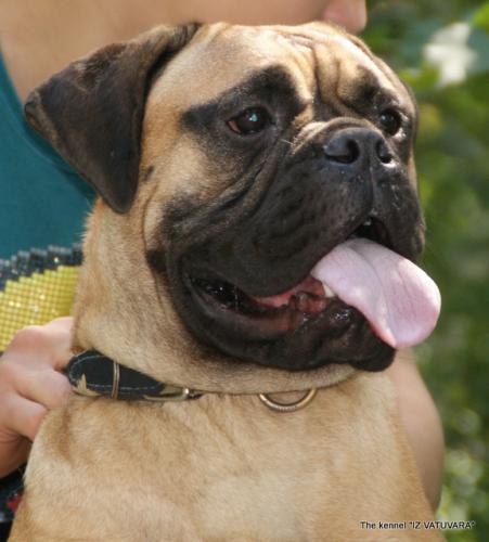 puppies_039.jpg