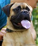 puppies_040_t1.jpg