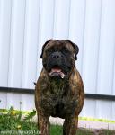 Нажмите для просмотра reya17_t1.jpg