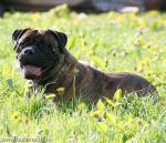 Нажмите для просмотра reya21_t1.jpg