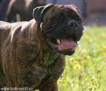 Нажмите для просмотра reya22_t1.jpg