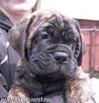 Нажмите для просмотра reya_t1.jpg