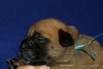 puppies_326_t1.jpg