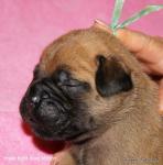 puppies_494_t1.jpg