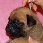 puppies_496_t1.jpg