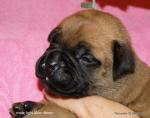 puppies_505_t1.jpg
