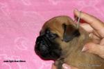 puppies_698_t1.jpg