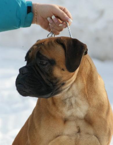 urso7.jpg