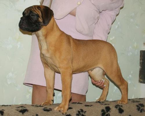 urso.jpg
