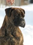 brindle_male4_t1.jpg