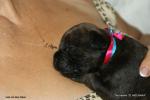 puppies_363_t1.jpg