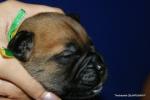 puppies_342_t1.jpg