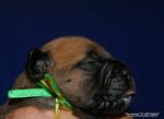 puppies_349_t1.jpg