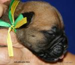 puppies_351_t1.jpg