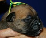 puppies_353_t1.jpg