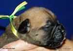 puppies_354_t1.jpg