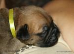 puppies_356_t1.jpg