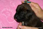 puppies_714_t1.jpg