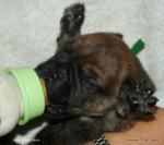 puppies_295_t1.jpg