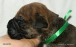 puppies_318_t1.jpg