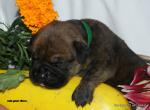 puppies_320_t1.jpg