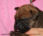 puppies_584_t1.jpg