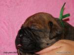 puppies_597_t1.jpg