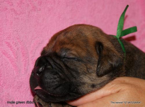 puppies_597.jpg